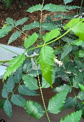 KBHoldings  ���� ���� : 112) �Գ���(Neem Tree)