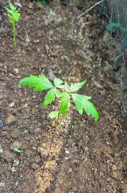 KBHoldings  �Գ���(Neem Tree) ����