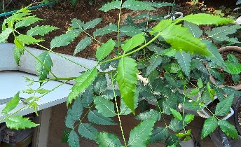 KBHoldings  �Գ���(Neem Tree) ����