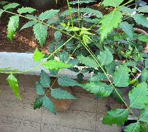 KBHoldings  �Գ���(Neem Tree) ����